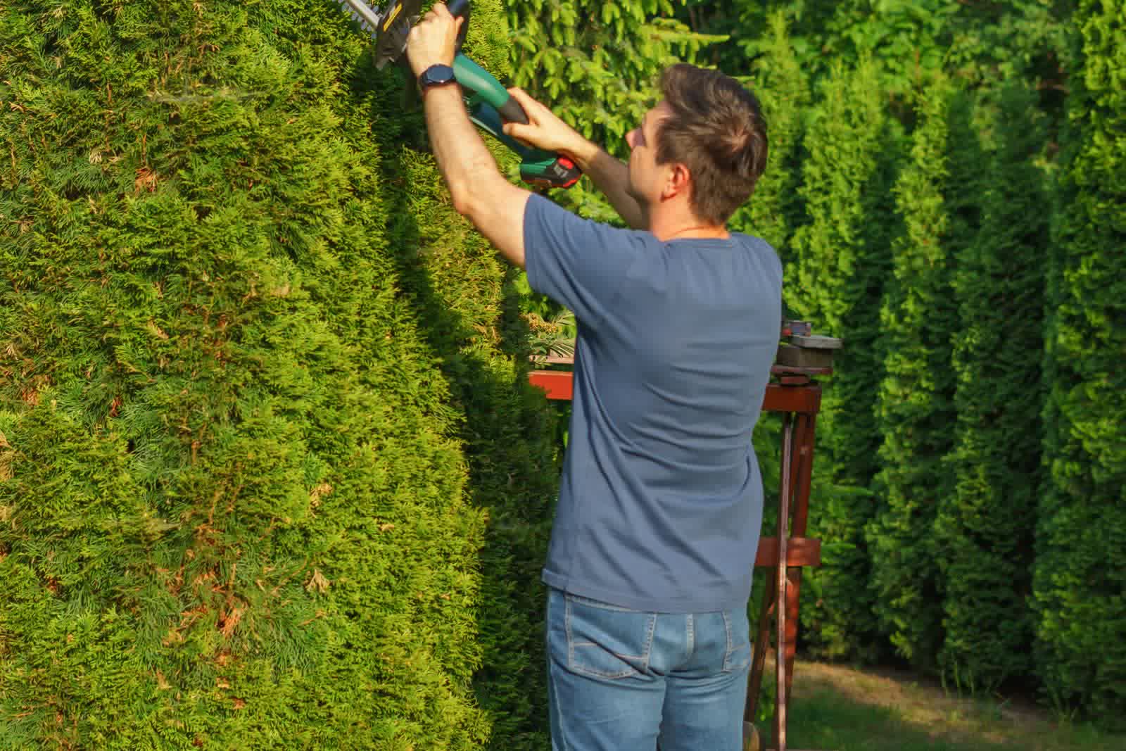 A landscaper trims a tall cedar hedge.